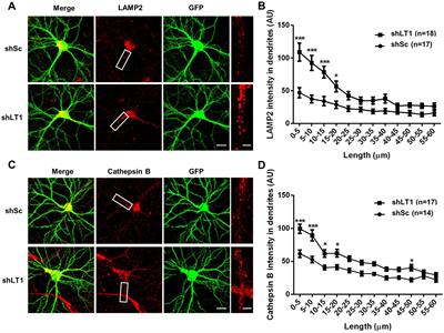 LAMTOR1 regulates dendritic lysosomal positioning in hippocampal neurons through TRPML1 inhibition